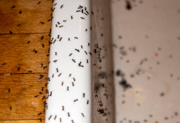 Best Local Pest Control Services  in Red Bank, NJ